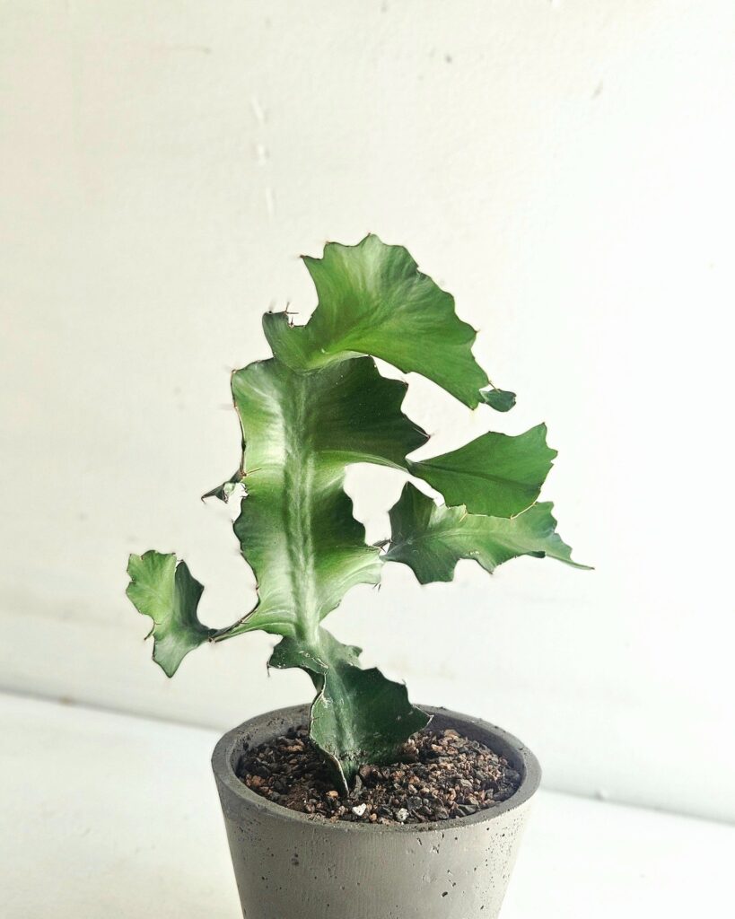 Greenery in the room at Kinka